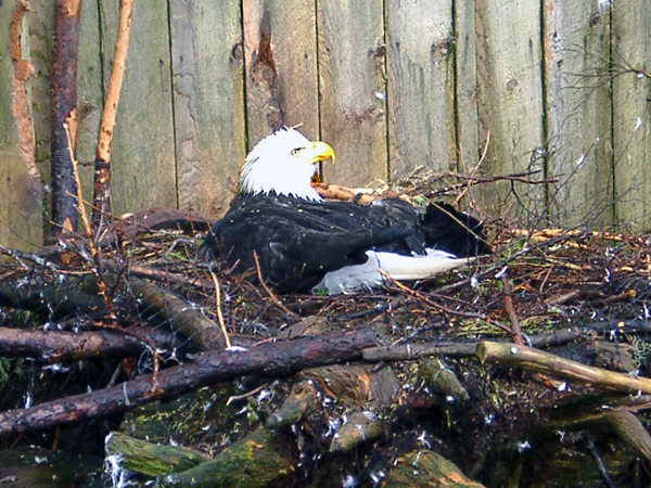 Bald Eagle on a nest